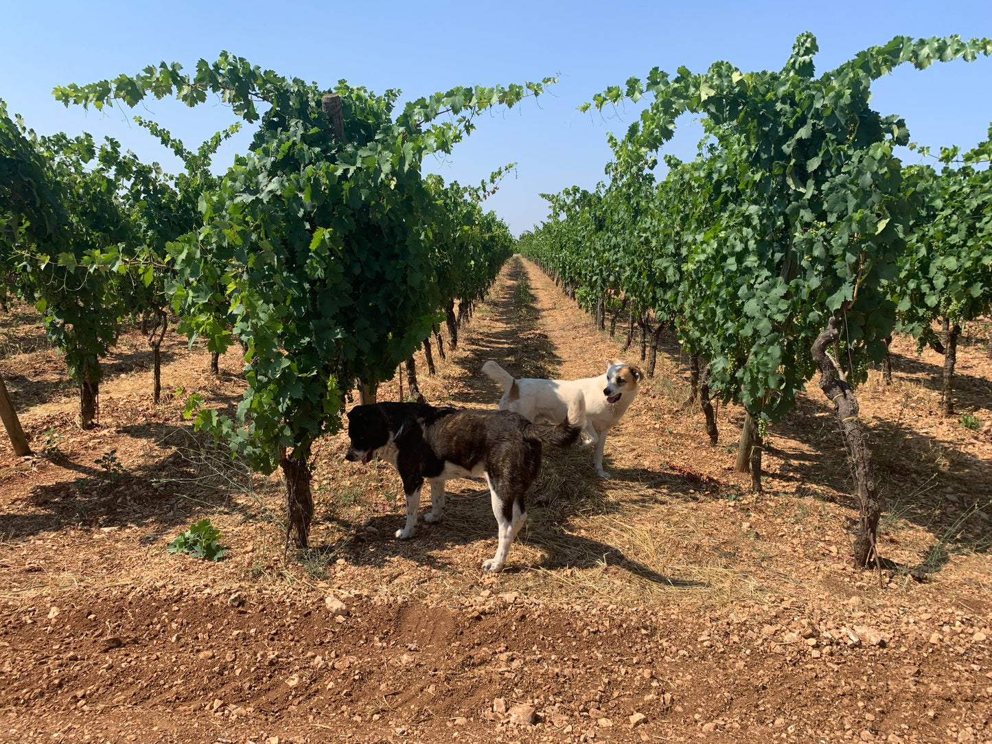 【5/19(火) 19:00-21:00開催】プーリアの生産者 "Fatalone(ファタローネ)" 来日イベント